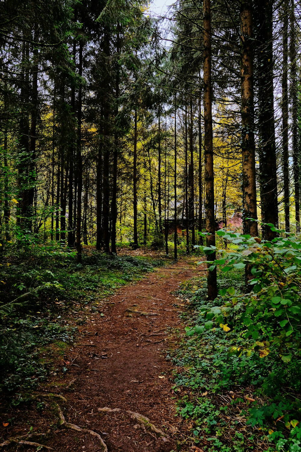 Arbres près de la maison