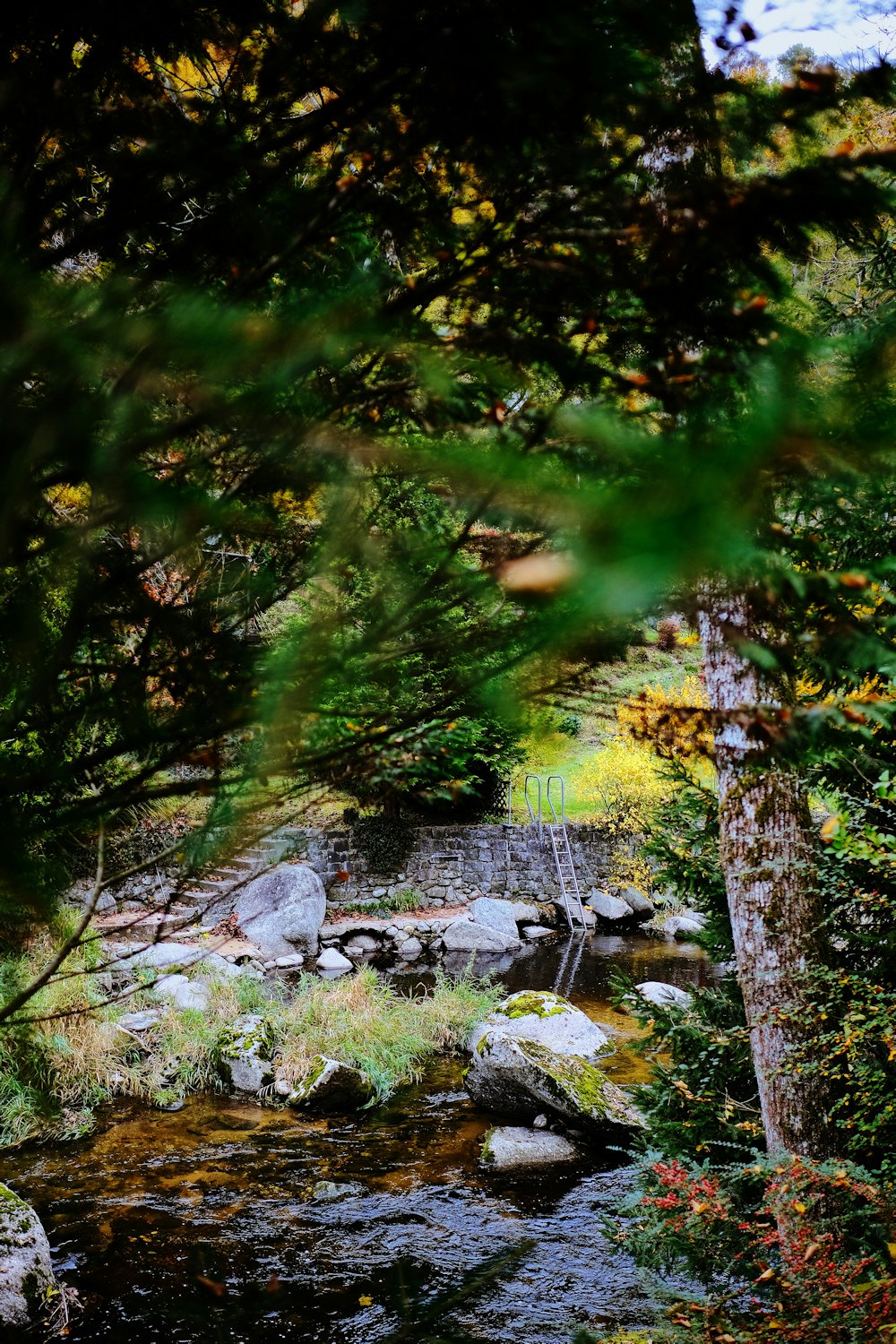 trees near creek