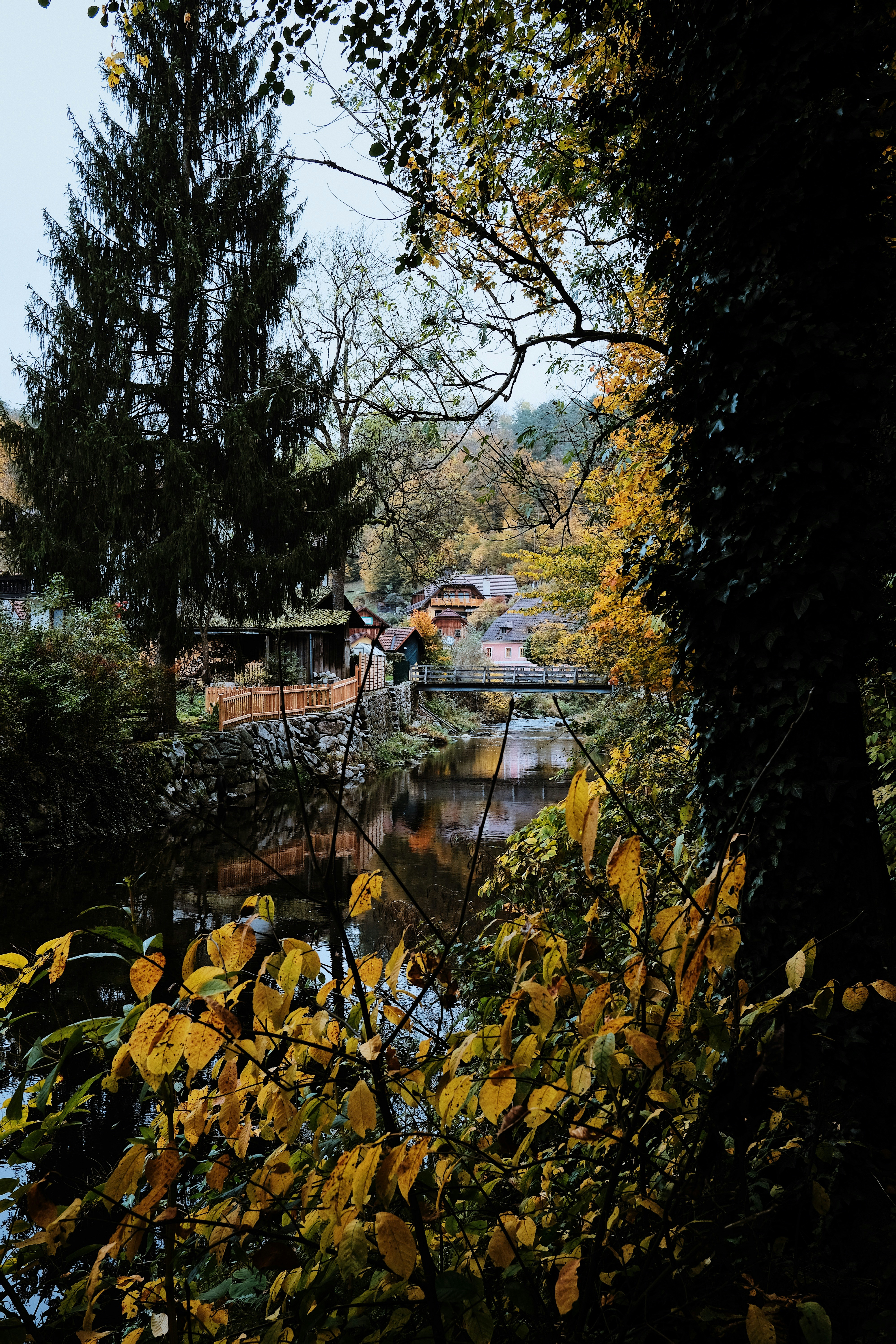 body of water between trees during daytime