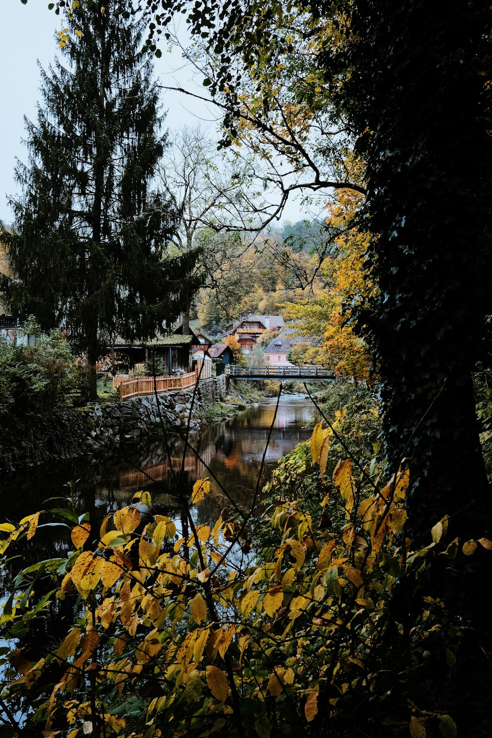 body of water between trees during daytime