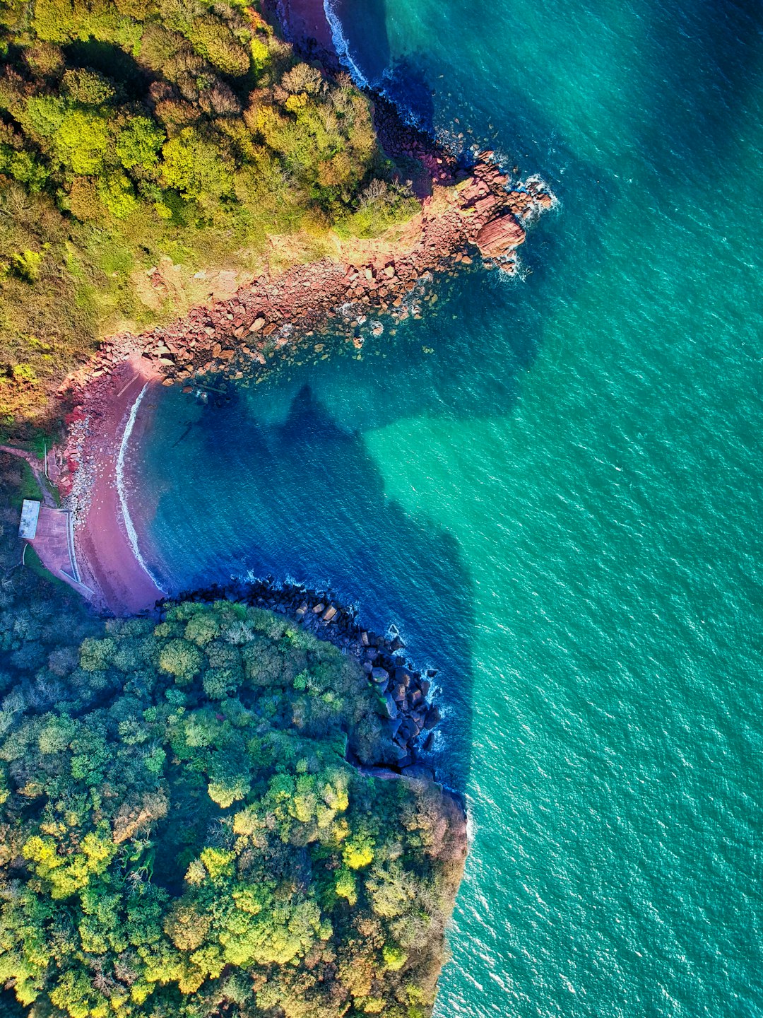 aerial photography of green trees beside body of water