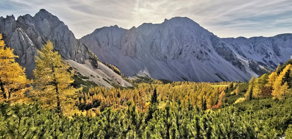 trees near mountain