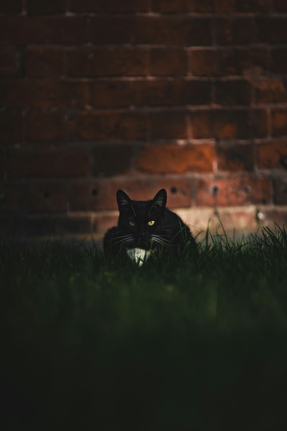 black cat on green grass near brick wall
