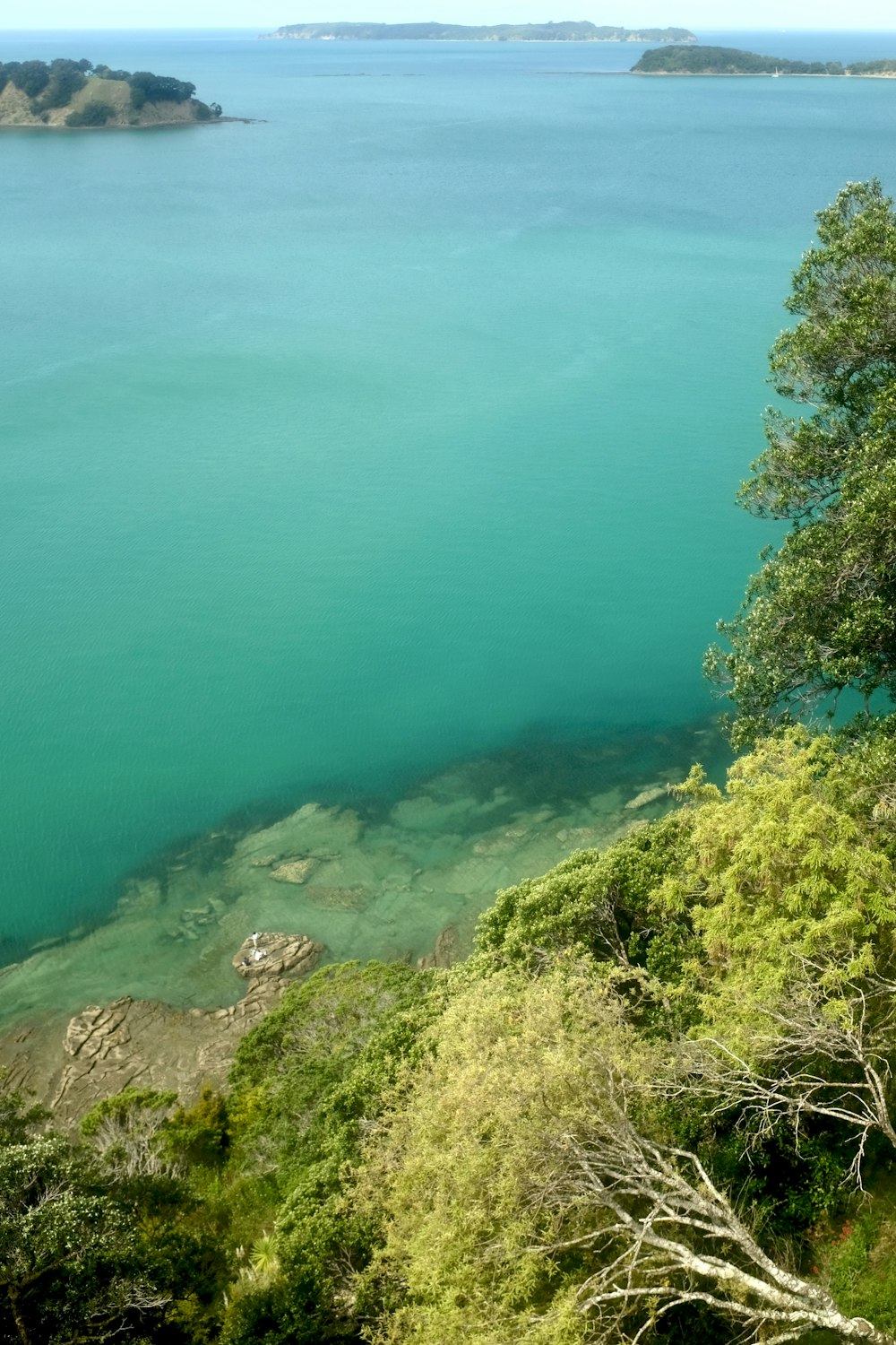 trees near body of water