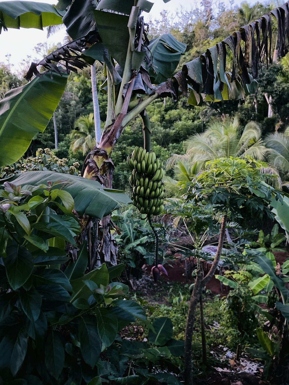 green banana tree during daytime