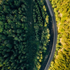 aerial photo of pine trees