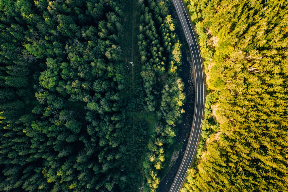 aerial photo of pine trees