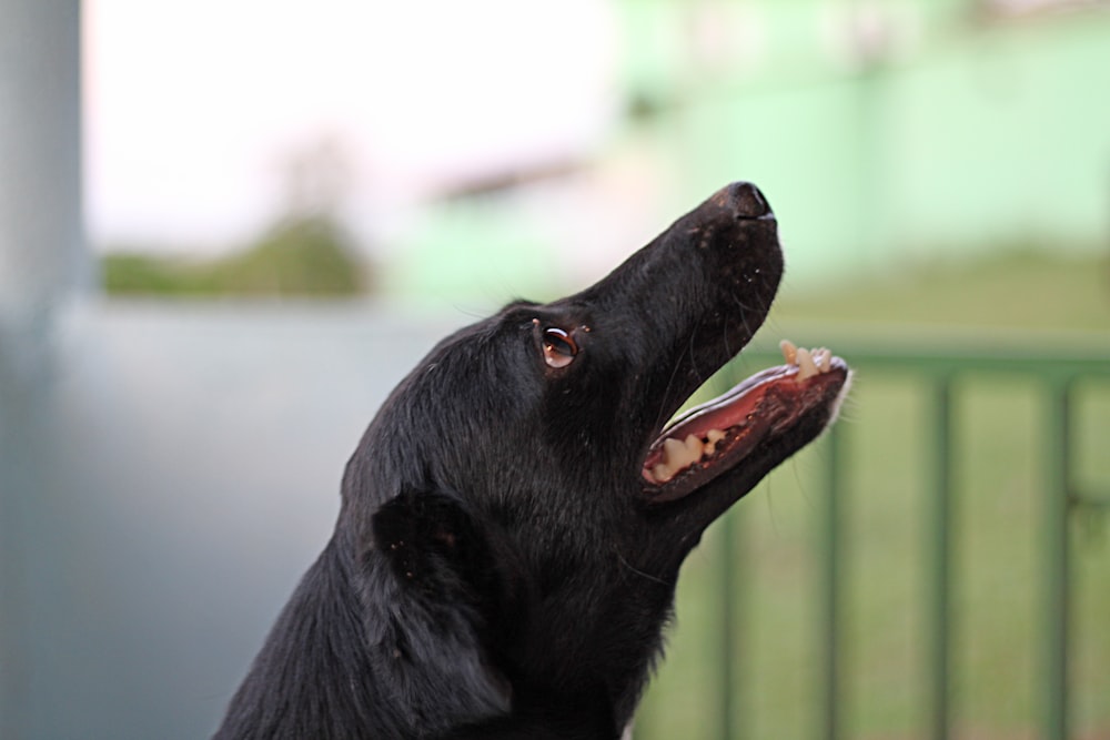 adult black Labrador retriever