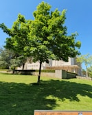 A lush green tree stands prominently in the foreground with a well-maintained lawn and a large, light-colored building in the background. A blue sky provides a vibrant backdrop, enhancing the vivid greenery of the trees.