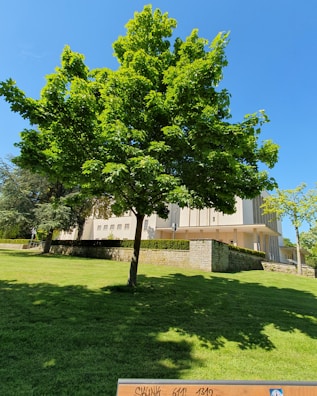 A lush green tree stands prominently in the foreground with a well-maintained lawn and a large, light-colored building in the background. A blue sky provides a vibrant backdrop, enhancing the vivid greenery of the trees.