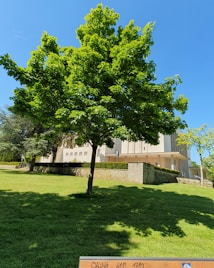 A lush green tree stands prominently in the foreground with a well-maintained lawn and a large, light-colored building in the background. A blue sky provides a vibrant backdrop, enhancing the vivid greenery of the trees.