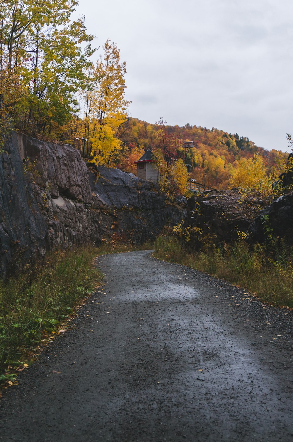 concrete pathway beside trees