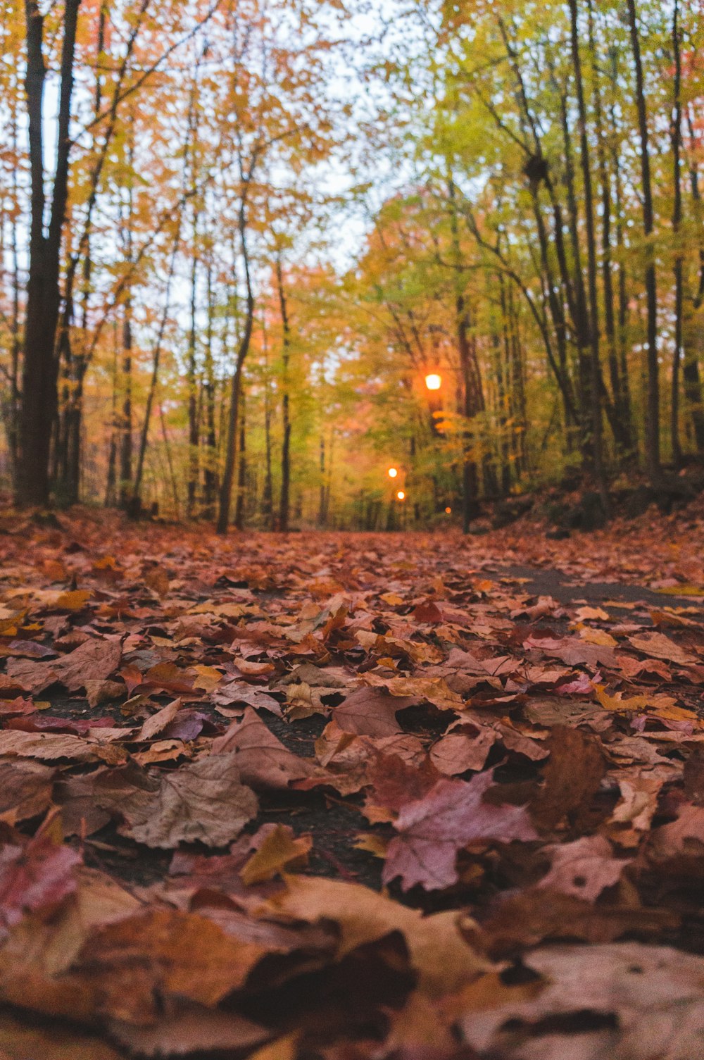 dried leaves on pathway between trees