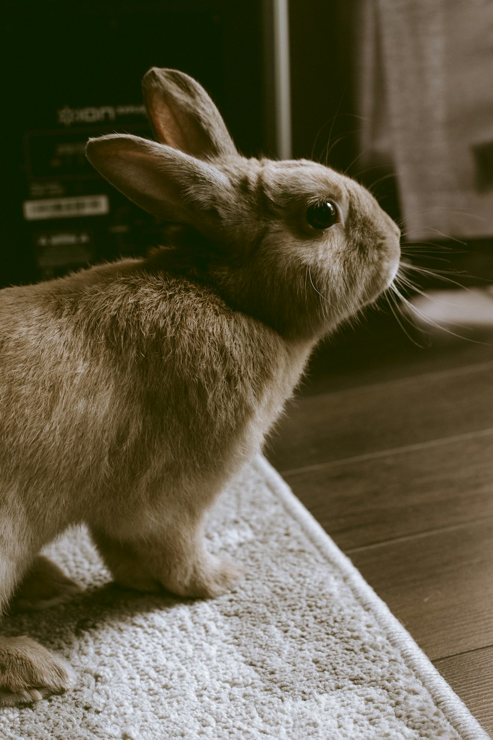Fotografía de enfoque selectivo de conejo marrón