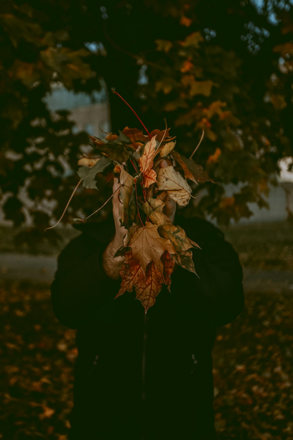 person holds dried leaves