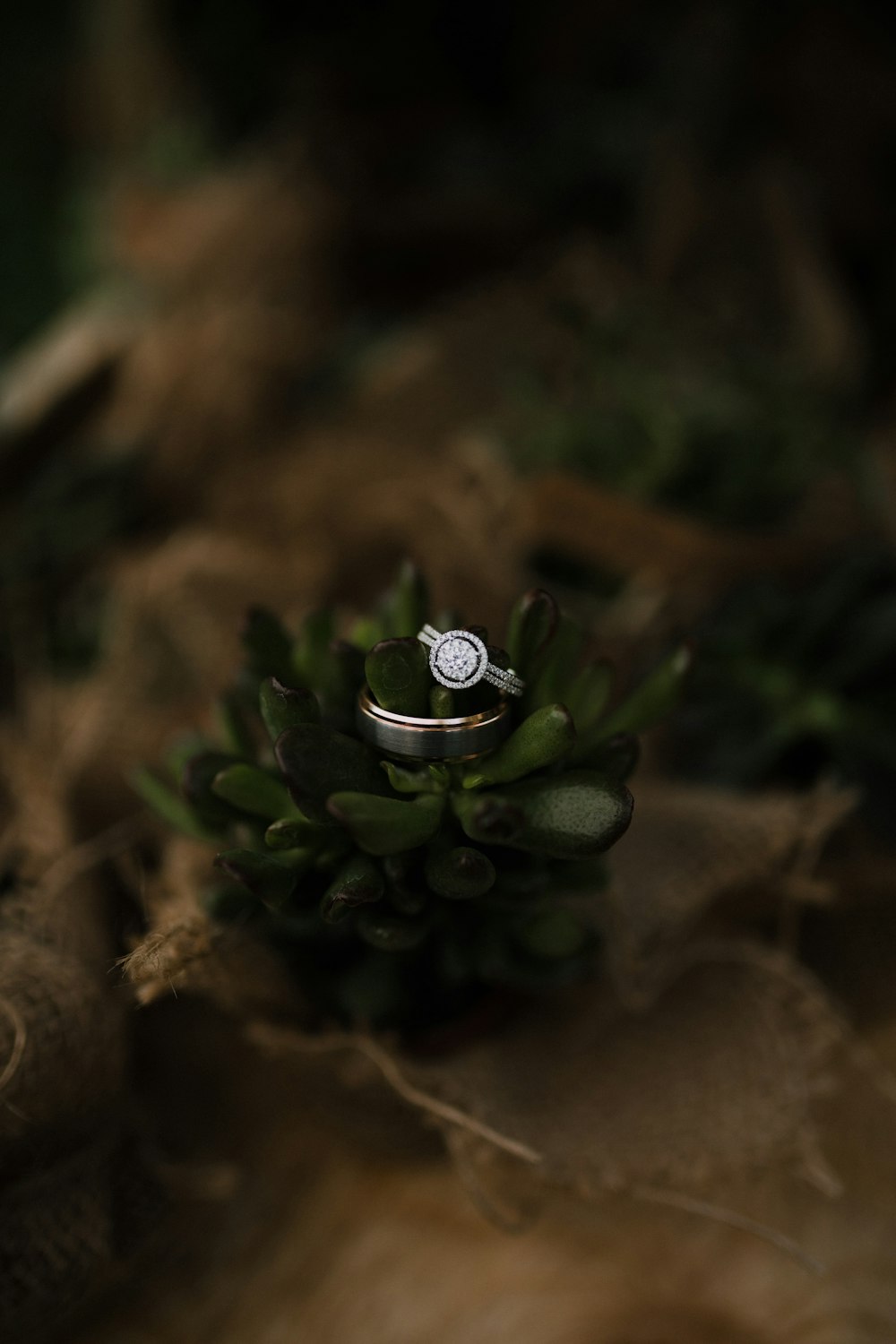 closeup photo of rings in succulents