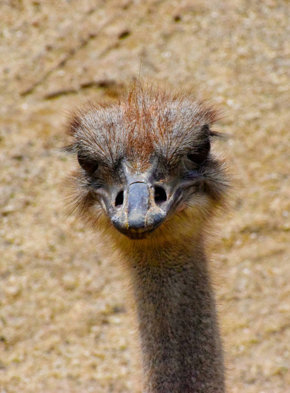 brown ostrich