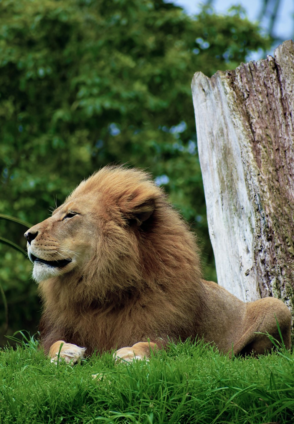緑の芝生の上に座る茶色の雌ライオン