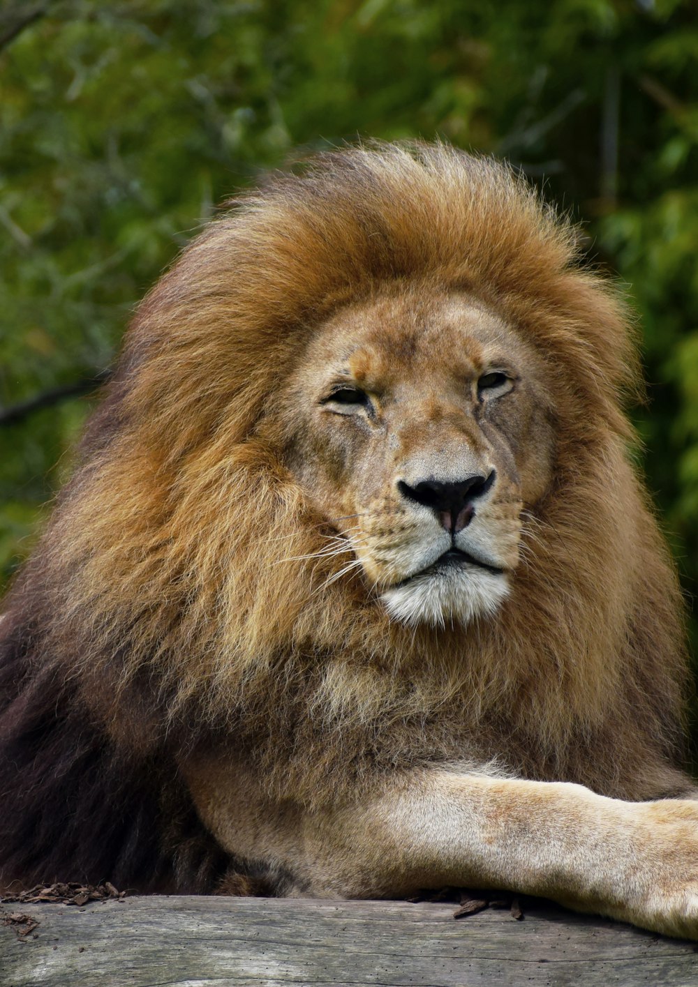 a close up of a lion laying on a rock