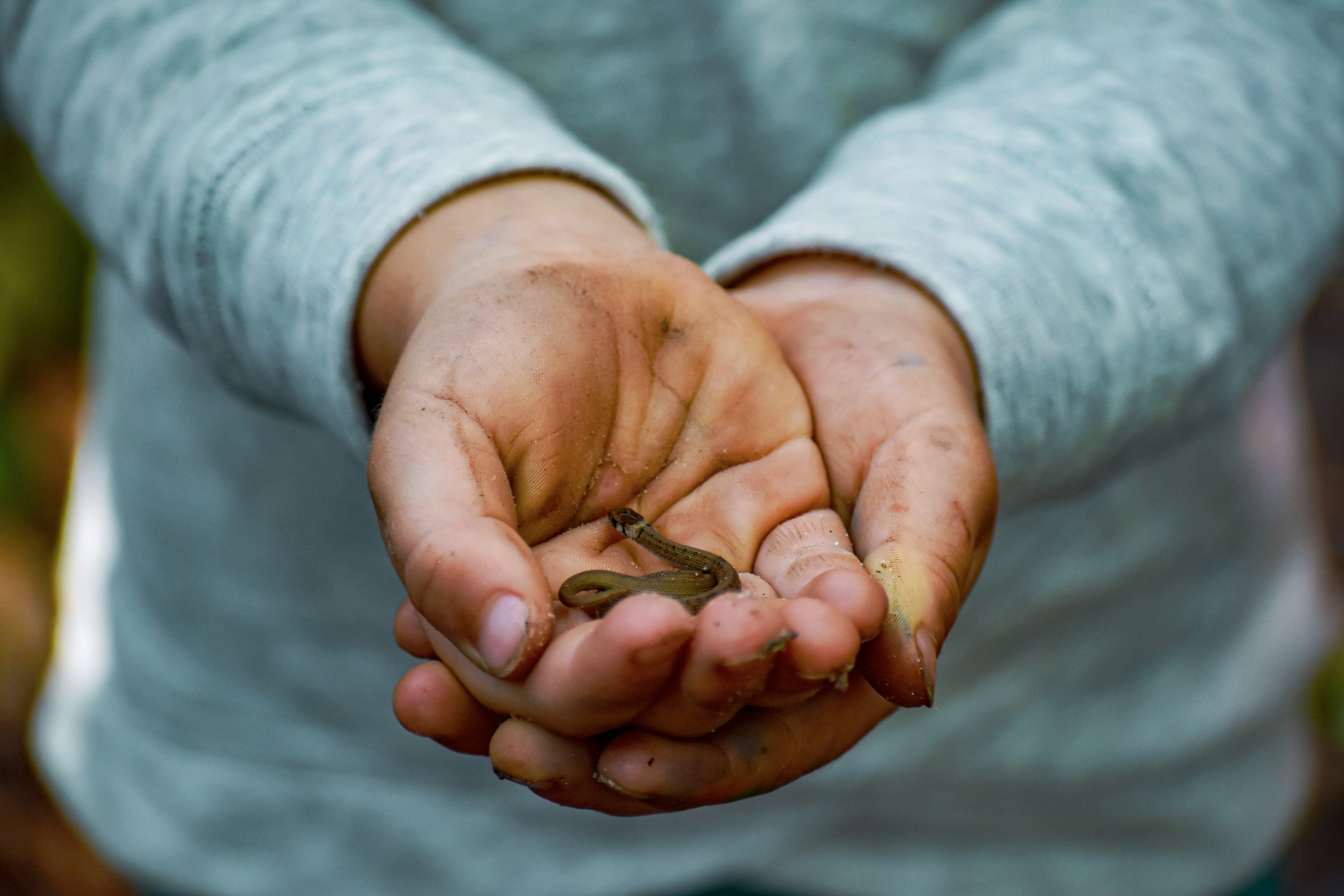 person holding small gray snake