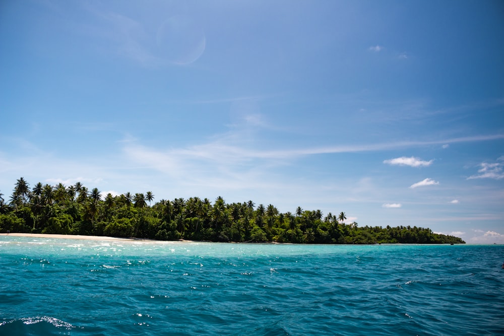 white and green coconut tree