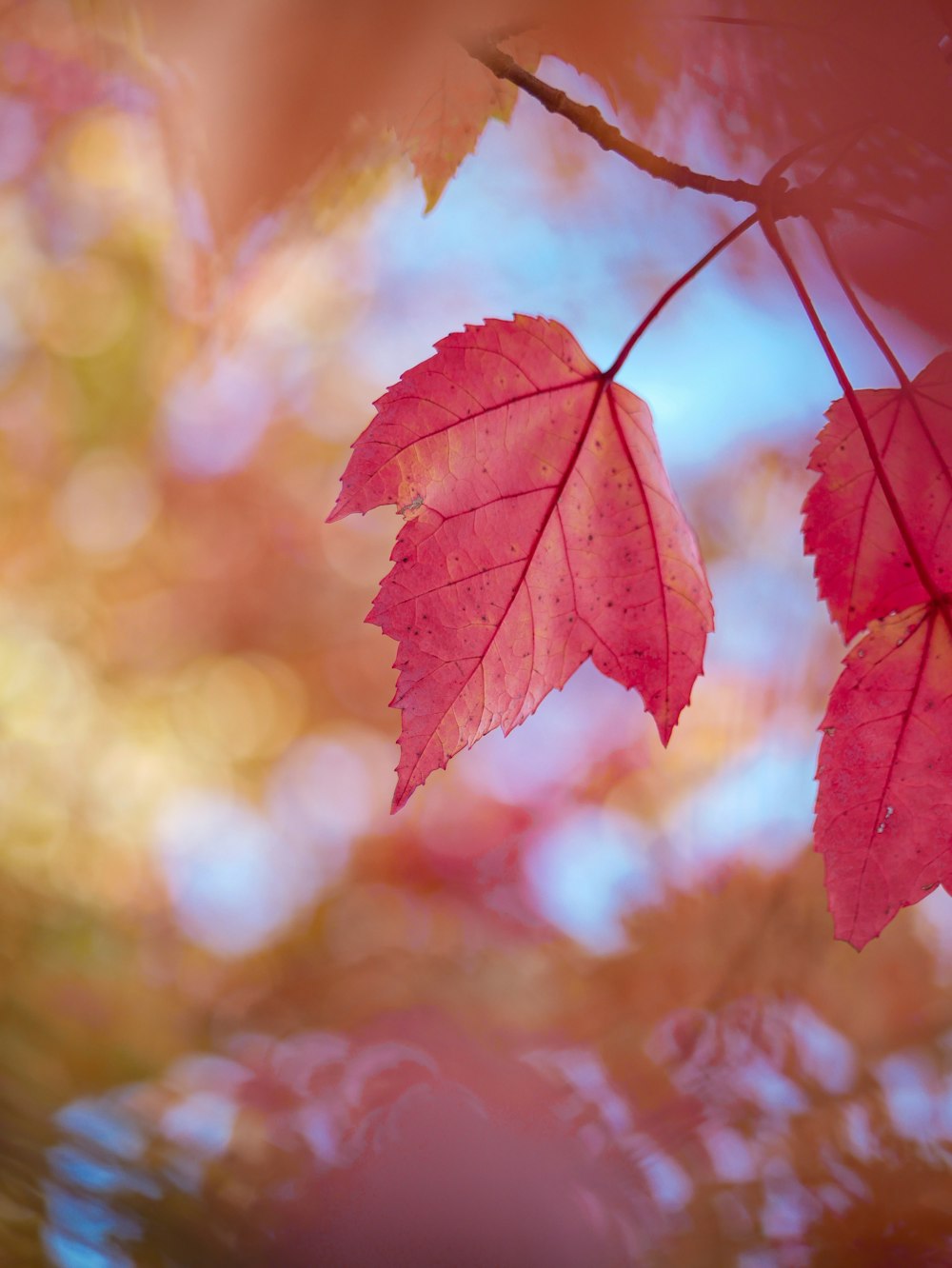 green and pink leaf plant