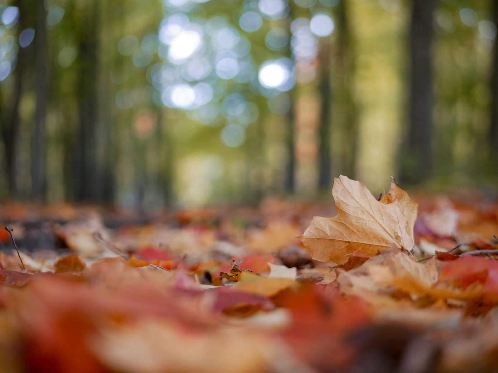 Panasonic Lumix DMC-GX85 (Lumix DMC-GX80 / Lumix DMC-GX7 Mark II) sample photo. Brown and red leaf photography