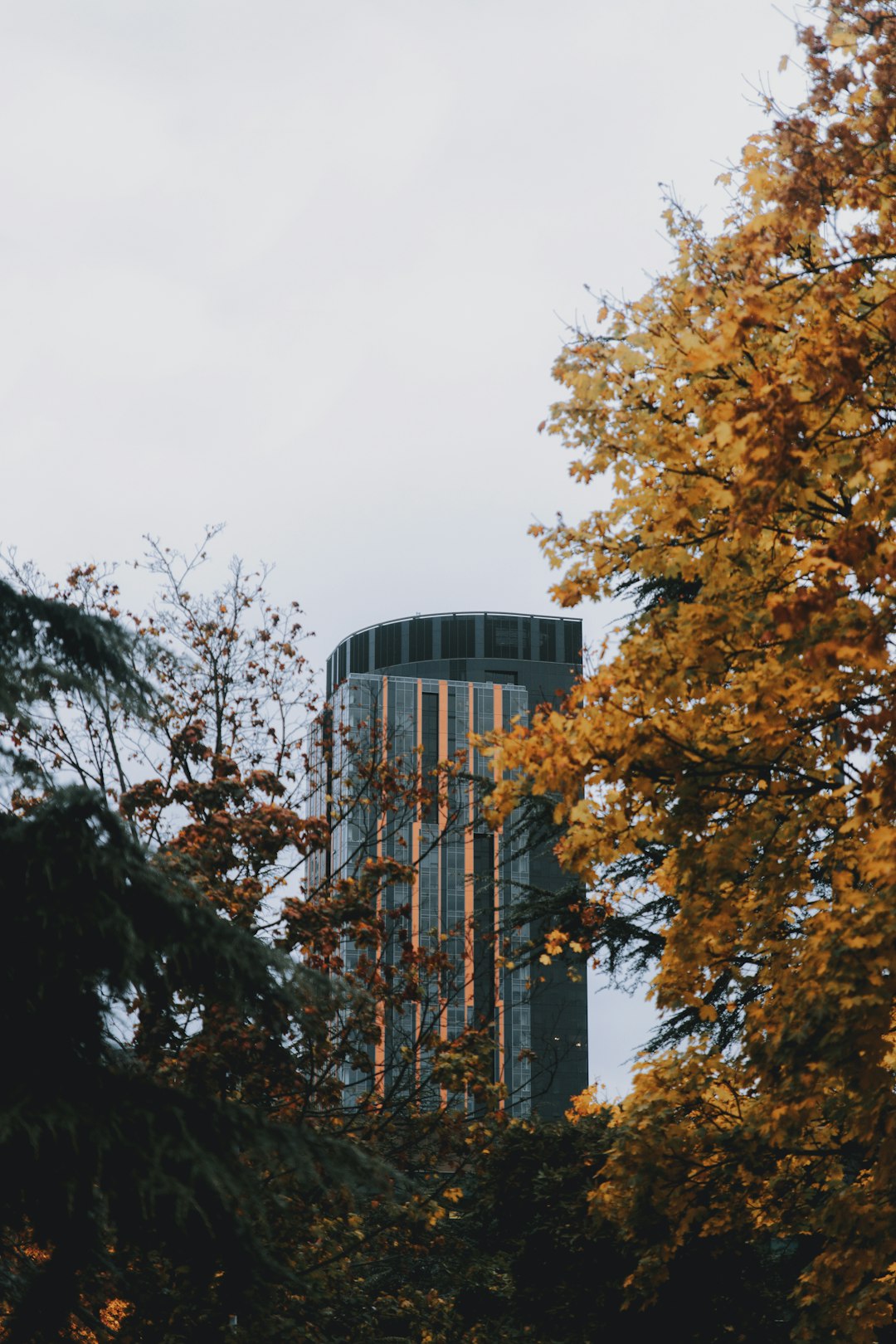 gray high-rise building surrounded with tall and green trees