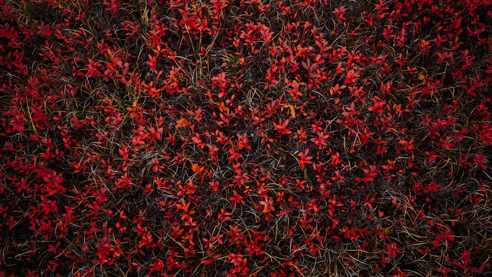 red petaled flower