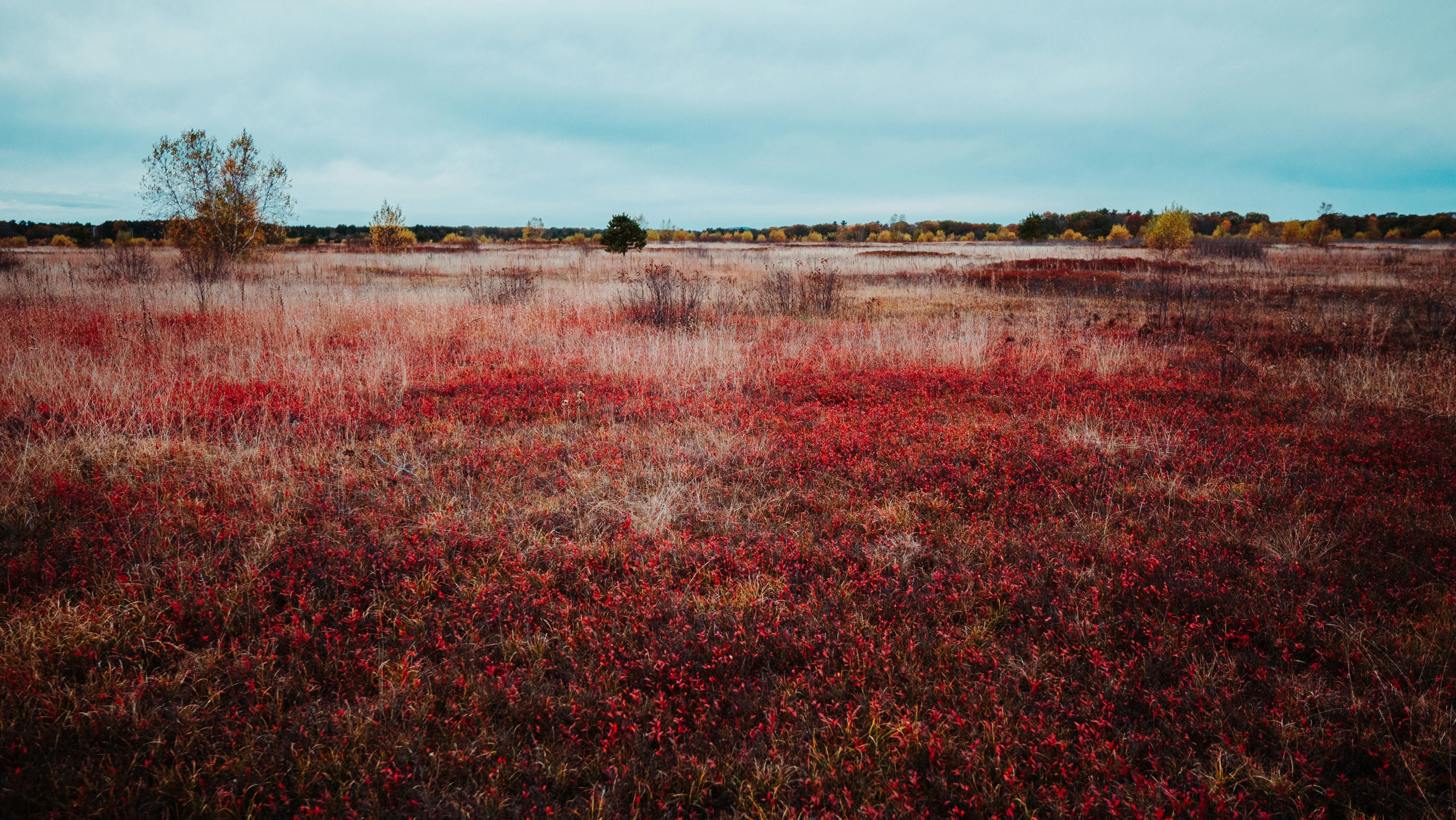 Red petaled flower field photo Free Kennebunk Image on Unsplash