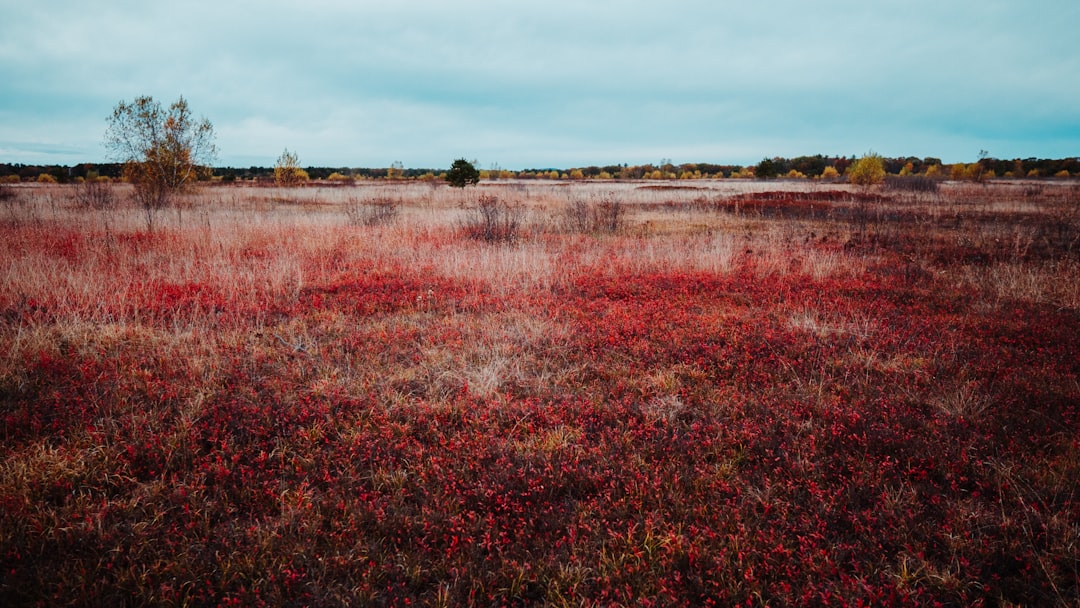 red petaled flower field