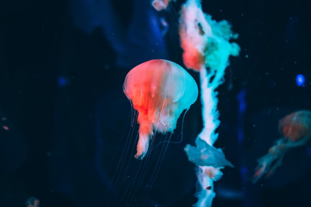 white and orange jellyfish