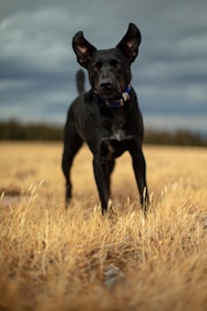 A focused large hunting dog in the field during a training exercise.
