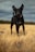 A black dog with large, pointed ears stands alertly in a dry, golden field. The dog wears a blue collar and appears focused. The sky is overcast, adding a dramatic backdrop to the scene.