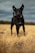A black dog with large, pointed ears stands alertly in a dry, golden field. The dog wears a blue collar and appears focused. The sky is overcast, adding a dramatic backdrop to the scene.