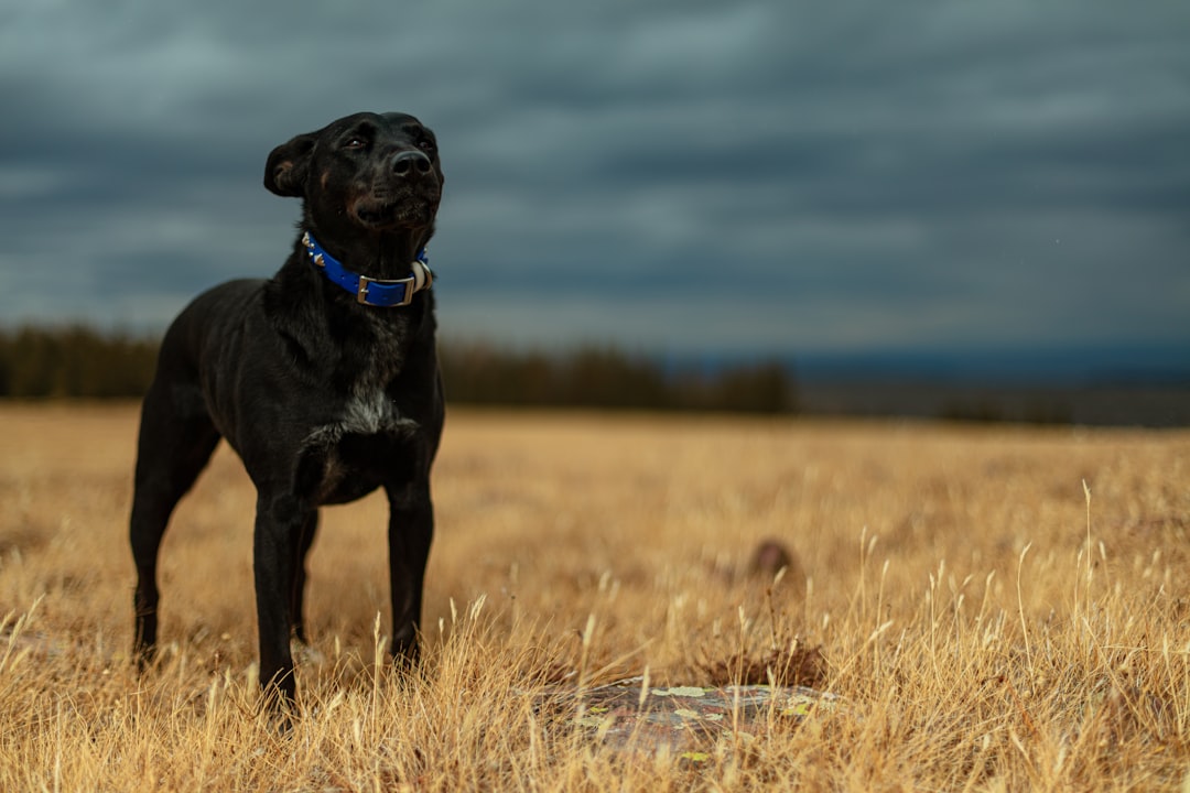 closeup photo of black dog standing on dried grass
