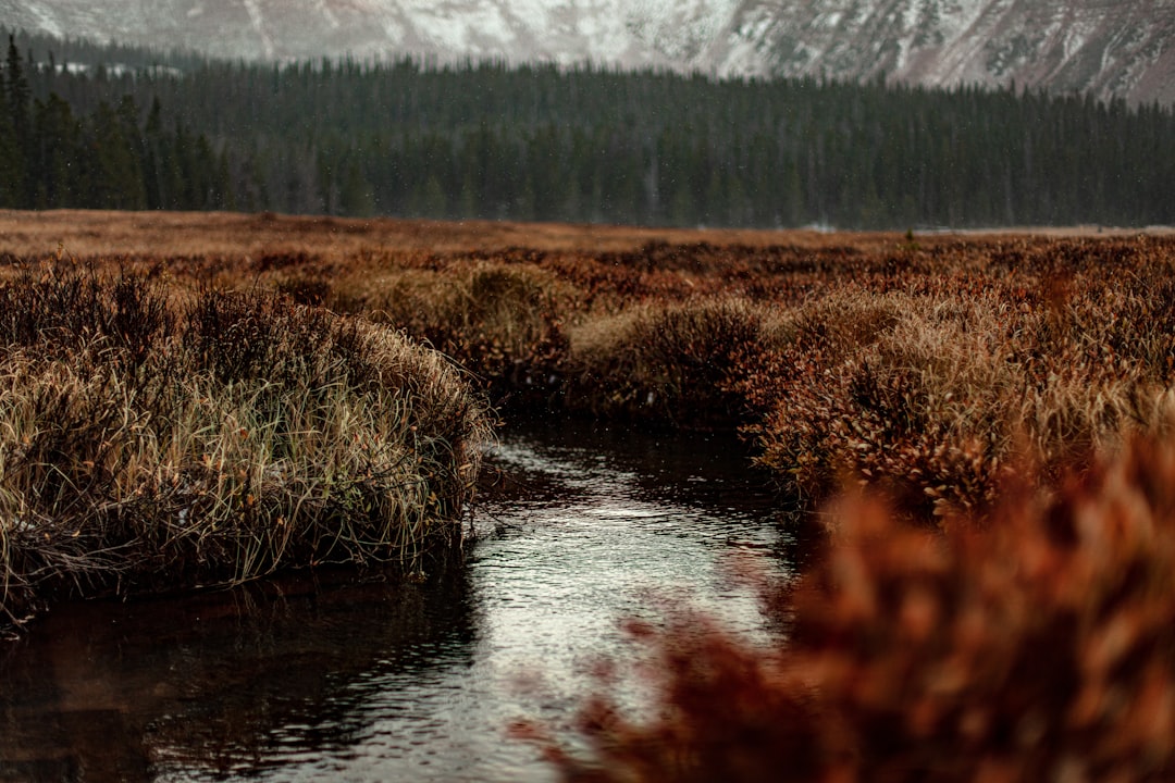 river in forest