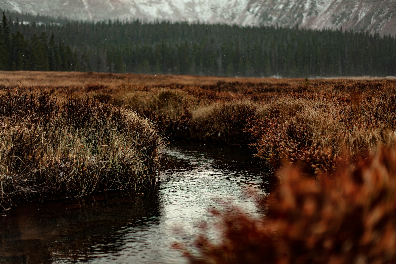 Canon EOS 5DS + Canon EF 50mm F1.4 USM sample photo. River in forest photography