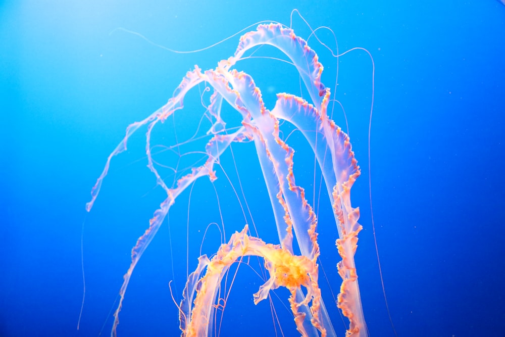 pink jellyfish tentacles underwater