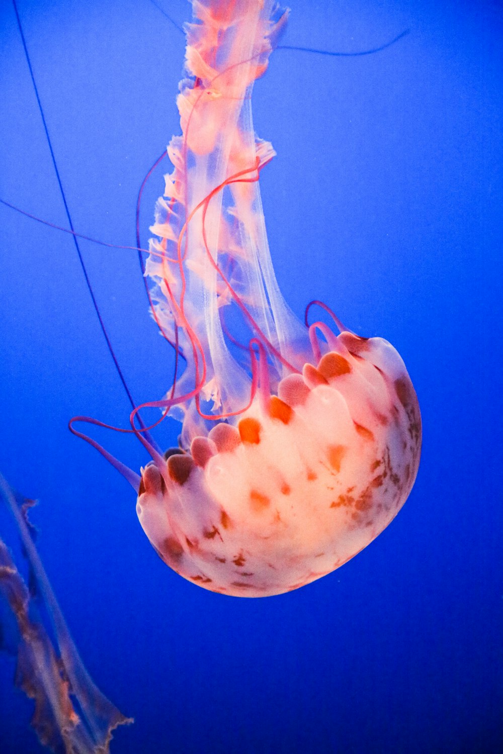 orange and white jellyfish