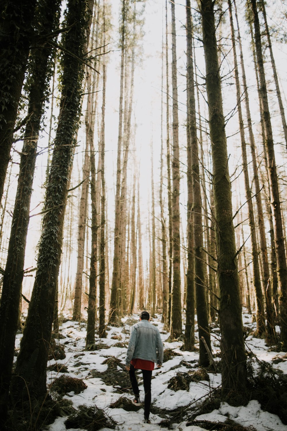 person walking through trees during daytime