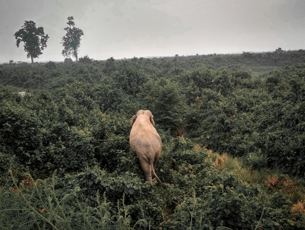 brown elephant walking on green grass