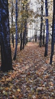 A winding forest path dappled with sunlight and autumn leaves.