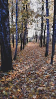 A winding forest path covered in autumn leaves with sunlight filtering through tall trees.
