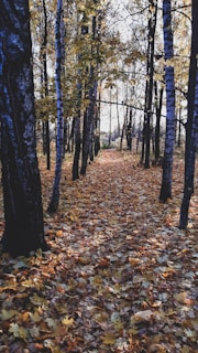 A winding forest path dappled with sunlight filtering through autumn leaves.