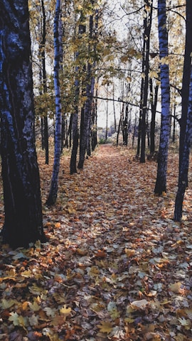 A winding forest path dappled with sunlight and autumn leaves.