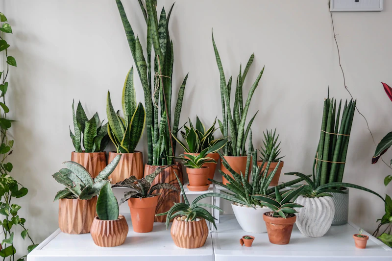 Sansevieria trifasciata Laurentii mature lot on the freeze-hold bench