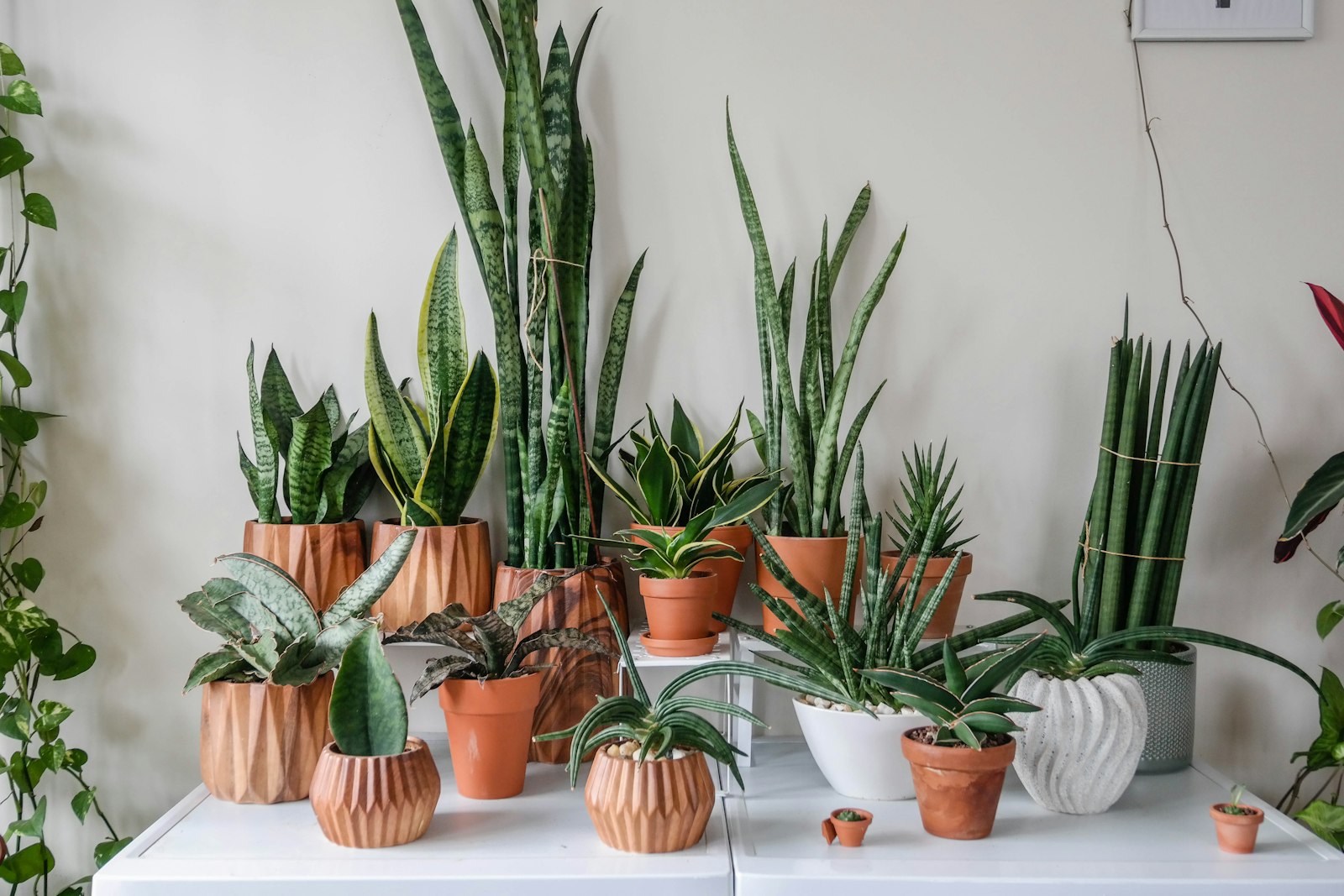 Samsung NX300 sample photo. Snake plant photography