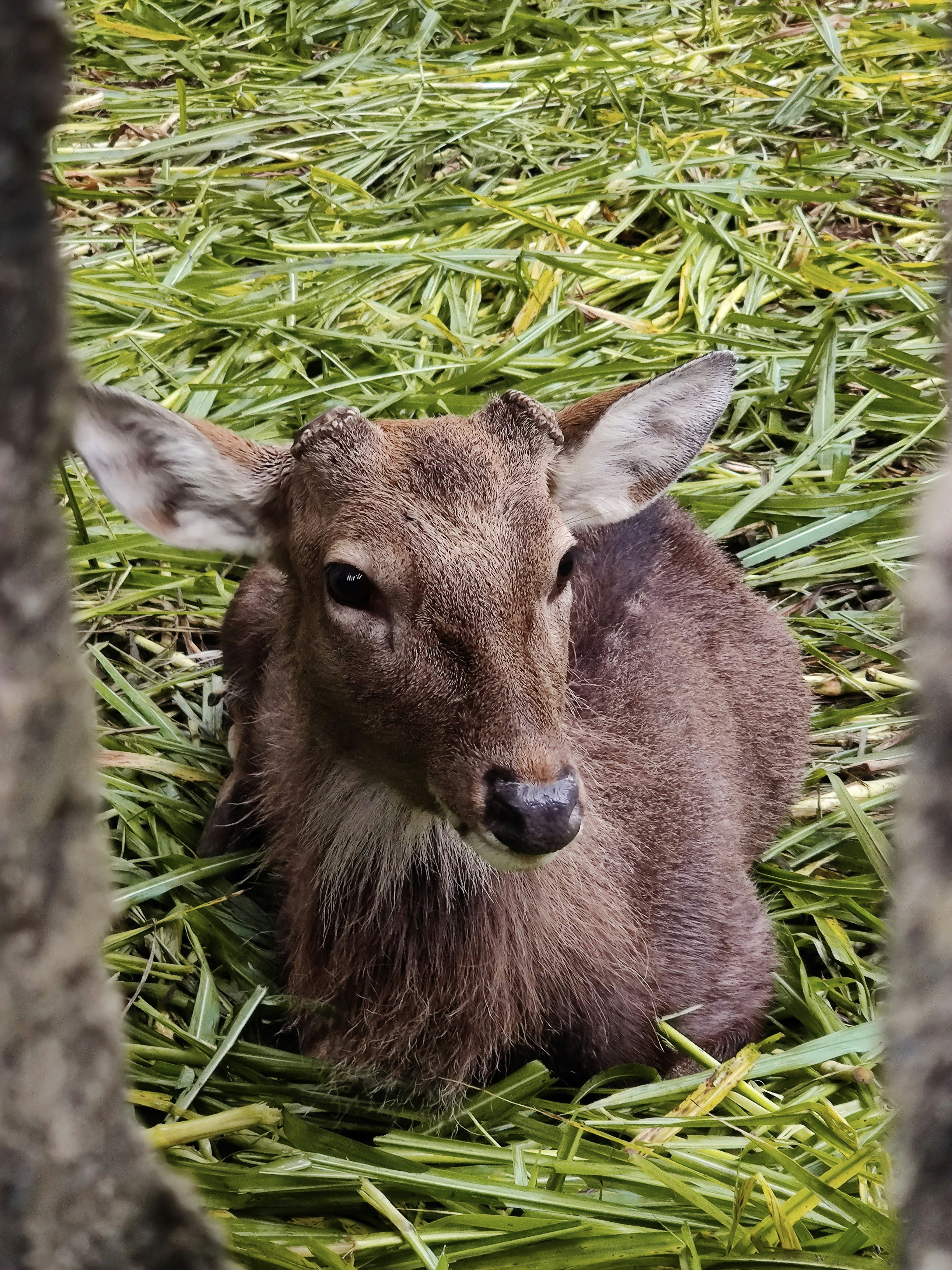 brown deer on grass