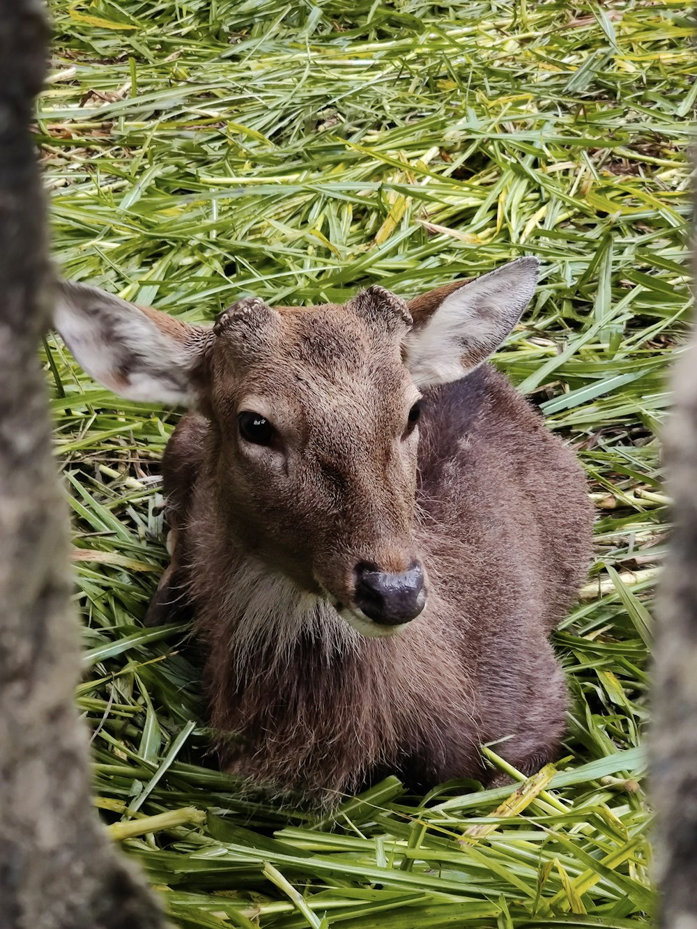 cerf brun sur l’herbe